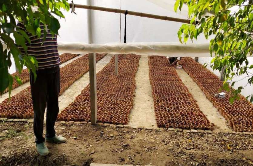 potato.jpg यूपी की पहली अत्याधुनिक लैब में टिशू कल्चर विधि से तैयार होगा आलू