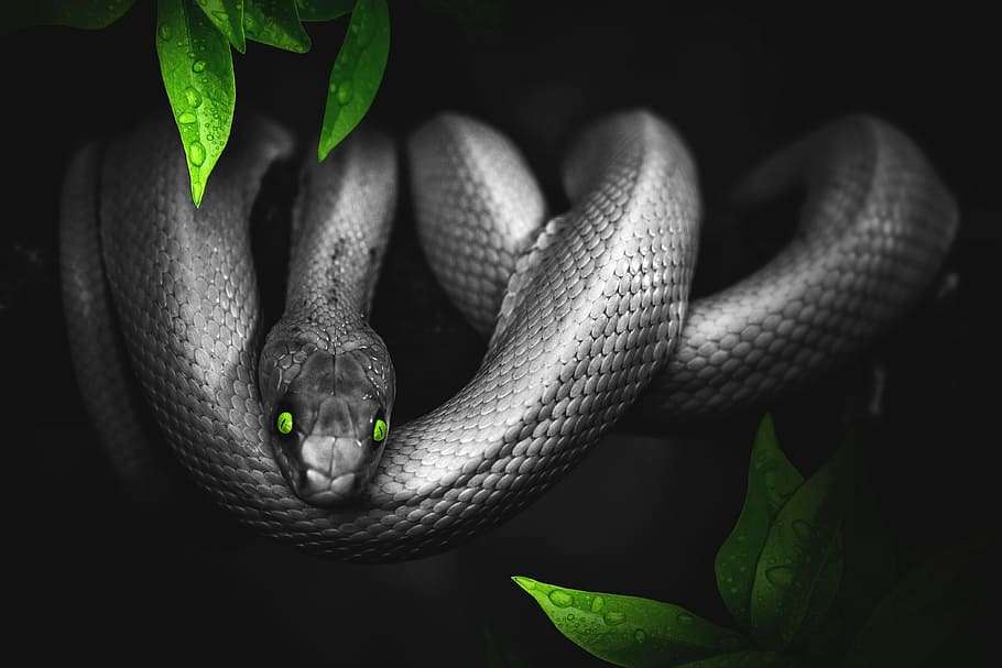snake.jpg