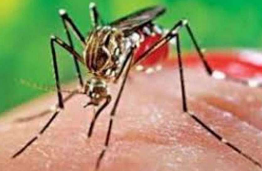 रोजाना आ रहे डेंगू के मामले रोजाना आ रहे डेंगू के मामले