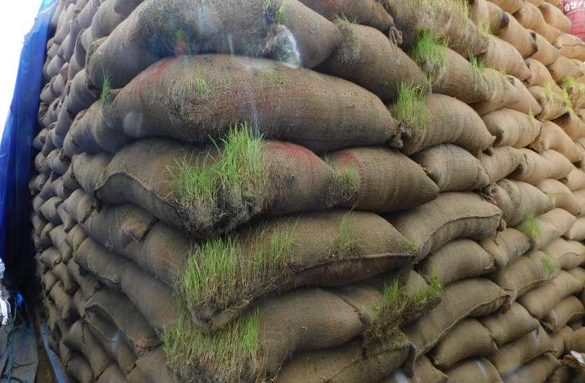 Sprouted paddy hidden information तस्वीरें बोलती हैं साहब! मुख्यमंत्री को भेजी अधूरी रिपोर्ट, अंकुरित धान की छिपाई जानकारी