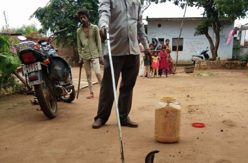 दूध गर्म कर रही महिला को नागिन ने डंसा दूध गर्म कर रही महिला को नागिन ने डंसा