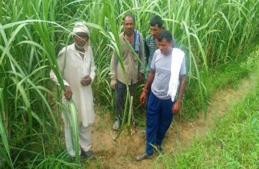 baagpat.jpg तेंदुए ने किया लाखों कीमत के इस नस्ल के कुत्ते का शिकार, दहशत में आए ग्रामीण झुंड में जा रहे खेत