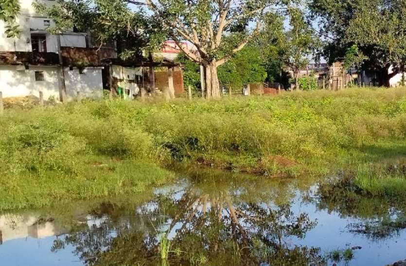 ghash.jpg गाजर घास बनी बीमारियों की वजह