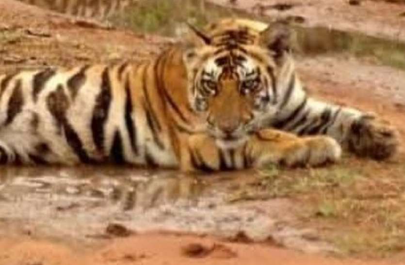 बाघ को पकड़ने के लिए वन विभाग का विशेष अभियान बाघ को पकड़ने के लिए वन विभाग का विशेष अभियान