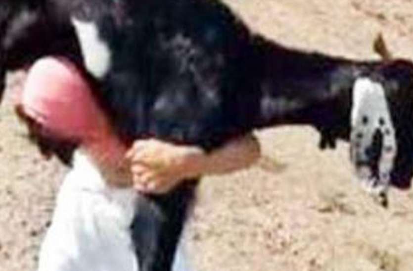 बकरा चोरों की ग्रामीणों ने की धुनाई बकरा चोरों की ग्रामीणों ने की धुनाई