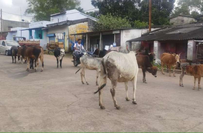 aavara_pasu.jpg आवारा पशुओं को सडक़ों से हटाएंगे हिंदू सेना के कार्यकर्ता