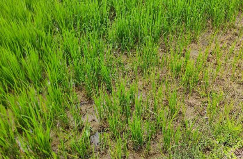 3 साल के लिए बनाया था जैविक खेती का लक्ष्य, किसानों तक नहीं पहुंच पाया सिस्टम, निजी कंपनियों ने भी नहीं दिखाया उत्साह 3 साल के लिए बनाया था जैविक खेती का लक्ष्य, किसानों तक नहीं पहुंच पाया सिस्टम, निजी कंपनियों ने भी नहीं दिखाया उत्साह