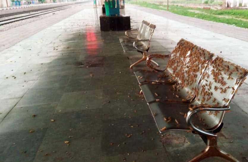 खेतों से उड़ रेलवे स्टेशन पर आया फड़का, रेलकर्मी व यात्री परेशान खेतों से उड़ रेलवे स्टेशन पर आया फड़का, रेलकर्मी व यात्री परेशान
