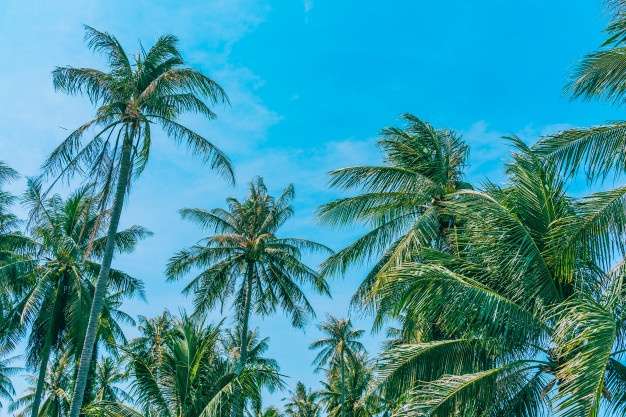 palm_trees.jpg