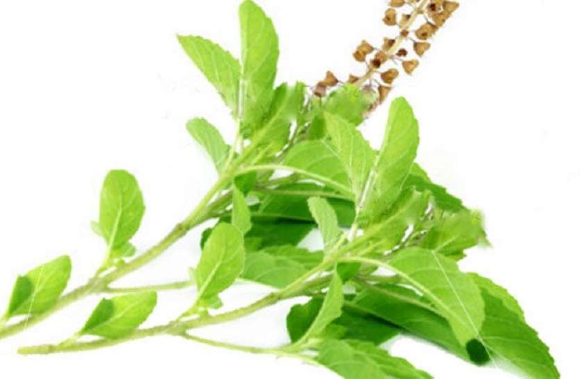 Benefits of besils Health Tips: तुलसी की पत्तियों का नियमित सेवन बीमारियों से रखेगा दूर, जानें सही तरीका