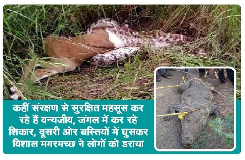 8 फीट लंबे अजगर ने किया शिकार, देखते ही देखते समूचे हरिण को निगल गया 8 फीट लंबे अजगर ने किया शिकार, देखते ही देखते समूचे हरिण को निगल गया