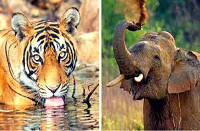 छत्तीसगढ़ में पहली बार बाघ के साथ होगी तेंदुआ और हाथियों की गणना, गूगल एप में होगी ऑनलाइन एंट्री छत्तीसगढ़ में पहली बार बाघ के साथ होगी तेंदुआ और हाथियों की गणना, गूगल एप में होगी ऑनलाइन एंट्री