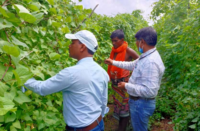 काटवल की खेती कर १५ से २० हजार कमा रहे बैगा आदिवासी काटवल की खेती कर १५ से २० हजार कमा रहे बैगा आदिवासी