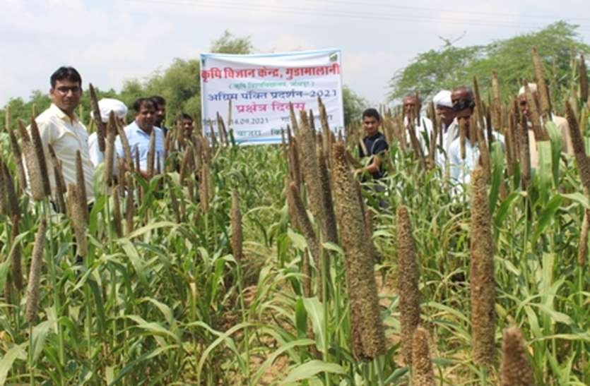 बाजरे की यह किस्म कर देगी मालामाल, पढि़ए पूरा समाचार बाजरे की यह किस्म कर देगी मालामाल, पढि़ए पूरा समाचार
