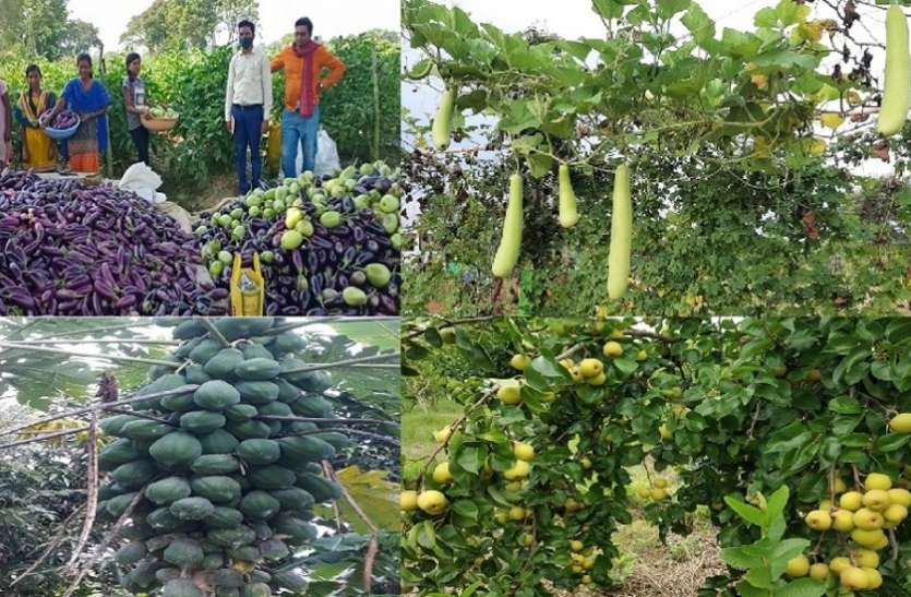 vegitables.jpg उद्यानिकी फसलें भी अब 'न्याय' के दायरे में, फल-फूल, सब्जी और मसाले की खेती करने वालों को मिलेगी सब्सिडी