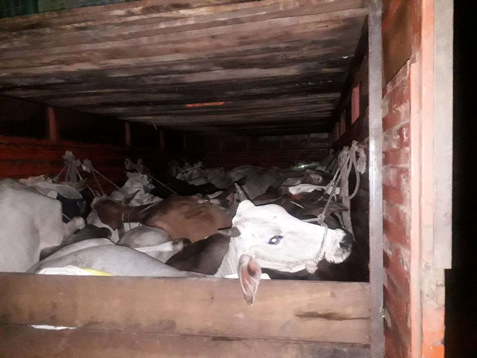 दो तरफ से घेराबंदी कर पकड़ा ट्रक, 28 गौवंश किए बरामदए