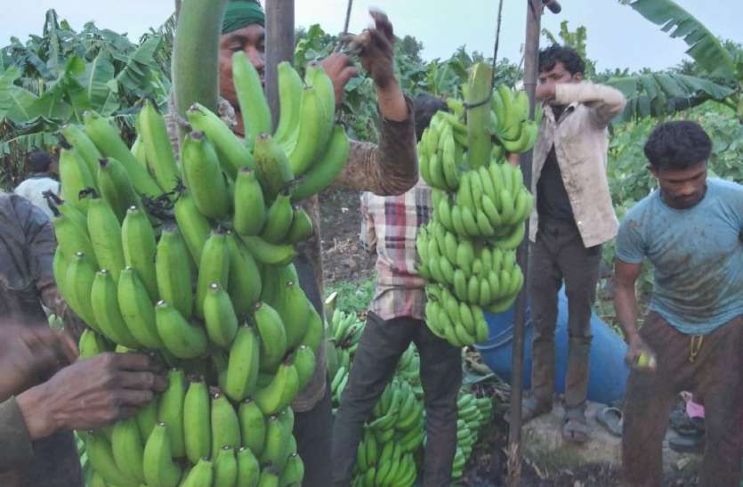 Burhanpur Banana's sweetness is dissolving to foreign countries विदेशों तक घुल रही बुरहानपुर केले की मिठास