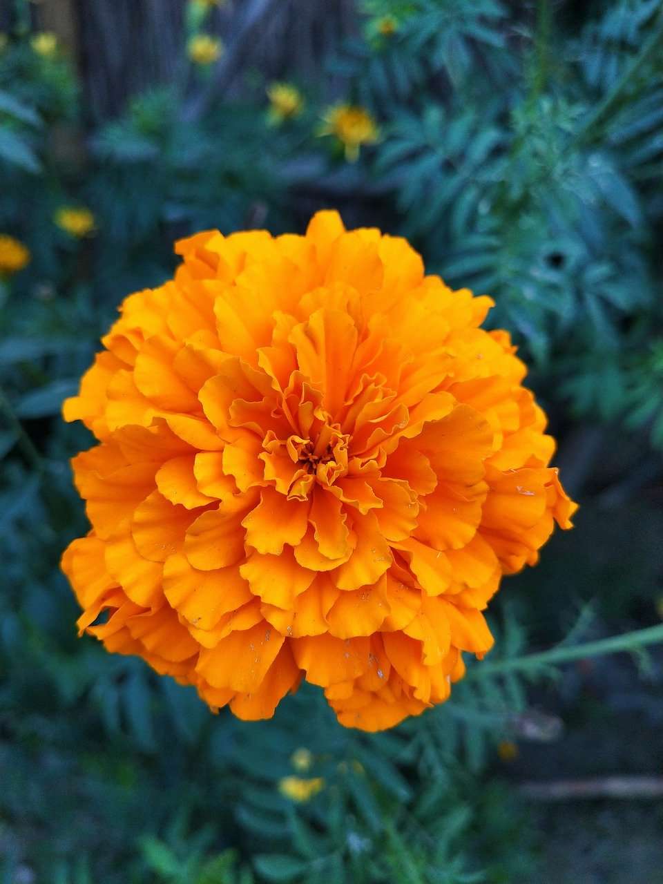 marigold.jpg