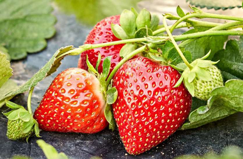 Antioxidants Rich Food: एंटीऑक्सीडेंट्स से भरपूर इन फूड्स को आपको अपनी डाइट में जरूर शामिल करना चाहिए