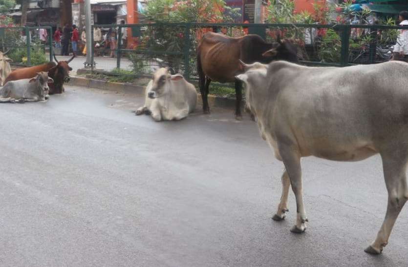 cattle problem incurable सड़कों पर मवेशियों का 'राजÓ