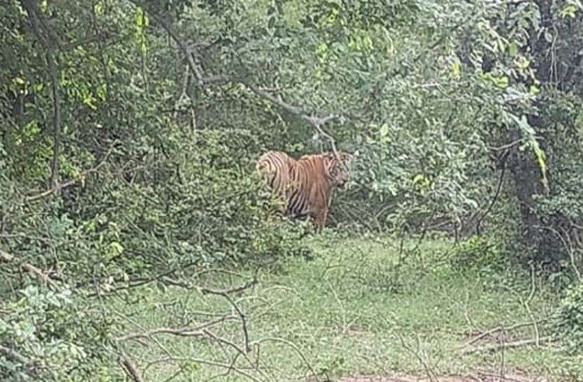 Forest workers tracking in search of tiger, people claim to have seen tiger बाघ की तलाश में वनकर्मियों ने की ट्रैकिंग, लोगों द्वारा बाघ देखे जाने का दावा