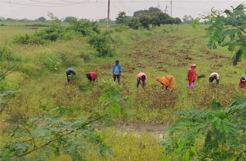 Farmers engaged in saving urad crop safely, frequent rains become trouble किसानों की आय दोगुनी करने साथी तैयार करेगा नेफेड