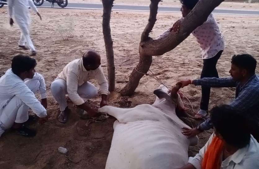 तार से बंधे बैल को किया मुक्त तार से बंधे बैल को किया मुक्त