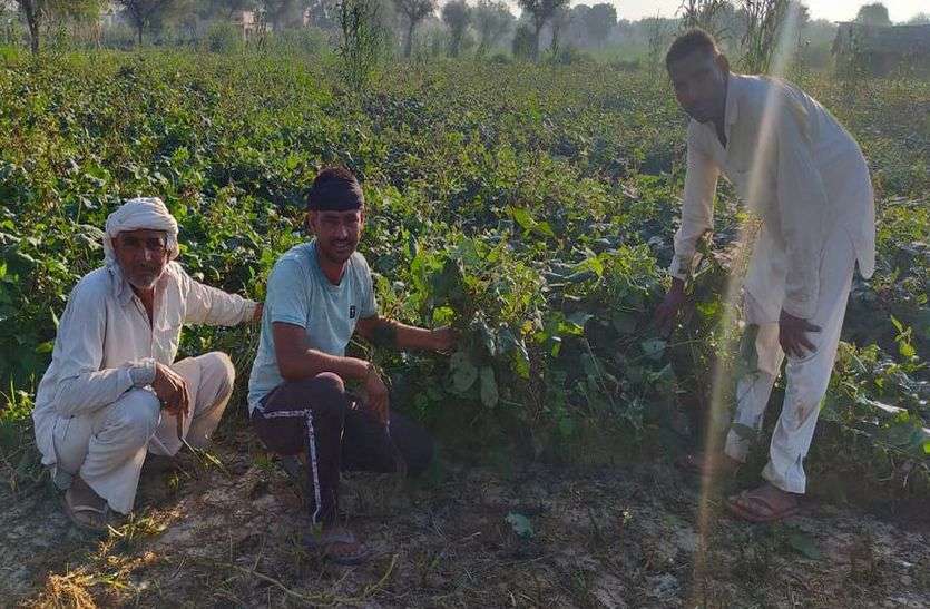 बरसात से खेतों में खड़ी मूंग की फ सलें खराब बरसात से खेतों में खड़ी मूंग की फ सलें खराब