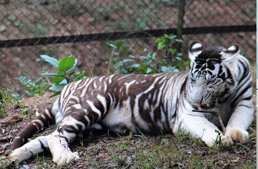 Simlipal's 'black tiger' क्या है सिमलीपाल के 'काले बाघों' की गहराती काली धारियों का रहस्य