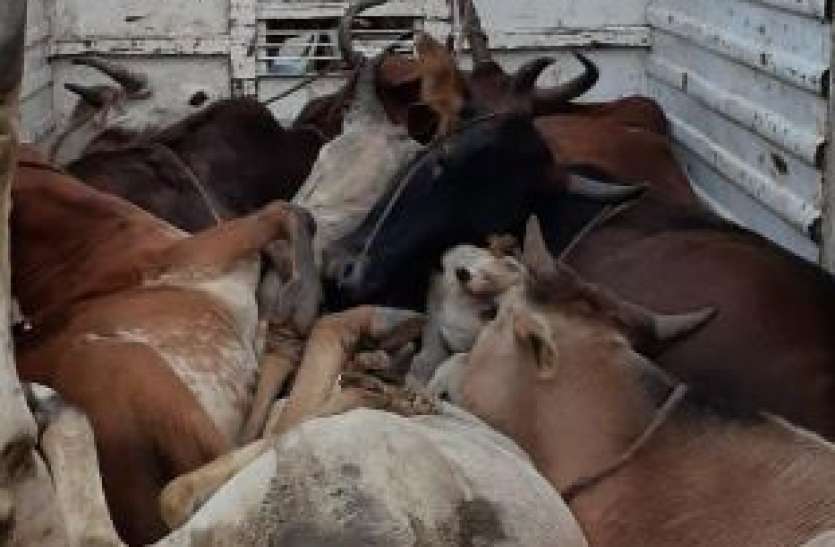 cow2.jpg गोवंश की हालत देख भर आई आंखें