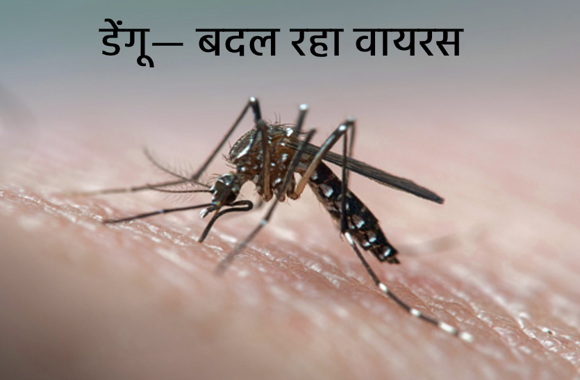 Dengue virus changing like corona Bhopals Doctors surprised कोरोना की तरह बदल रहा डेंगू का वायरस, मरीजों में अलग-अलग लक्षण, डॉक्टर भी हैरान