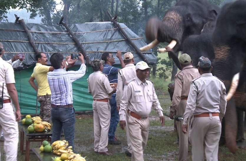 कान्हा नेशनल पार्क में हाथी महोत्सव शुरू कान्हा नेशनल पार्क में हाथी महोत्सव शुरू