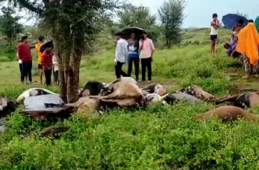 जंगल में चरती बकरियों पर आसमान से बरपा मौत का कहर जंगल में चरती बकरियों पर आसमान से बरपा मौत का कहर