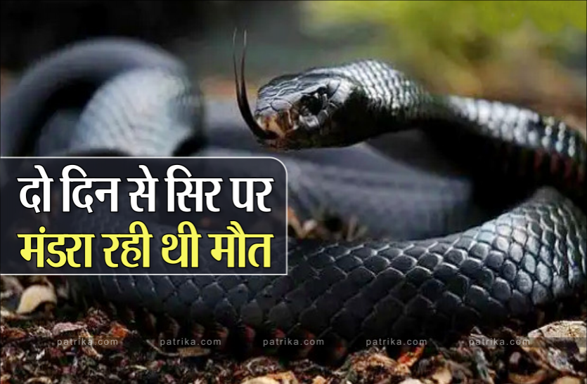 sanke.png 2 दिन तक घर में छिपा रहा सांप, मौका मिलते ही महिला को डसा, मौत