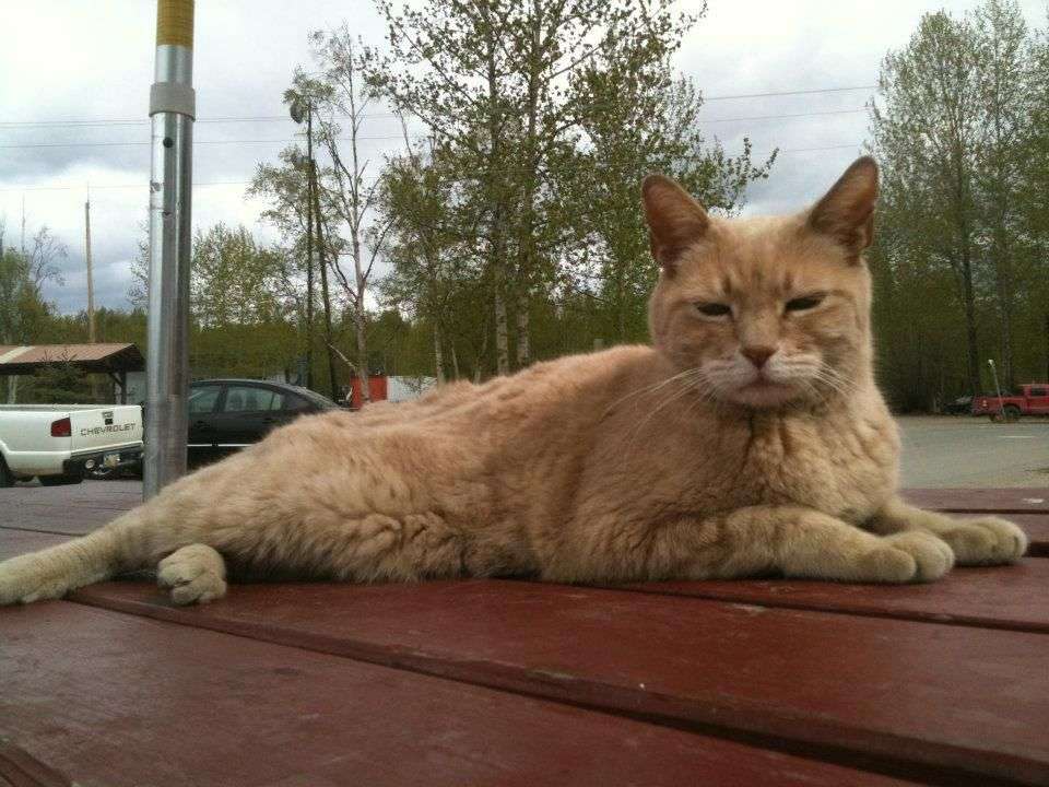 stubbs-cat.jpg