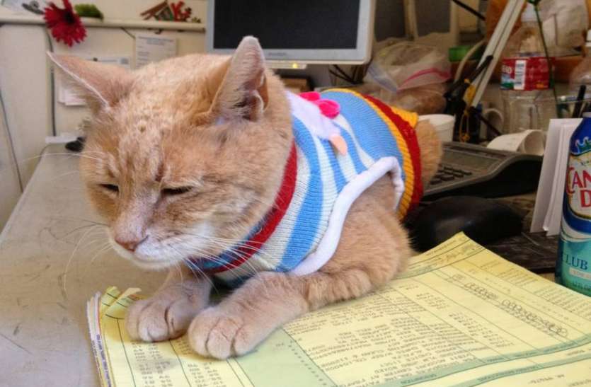 stubbs-mayor-cat.jpg The Cat Mayor Of Alaska: दुनिया की ऐसी जगह जहां एक जानवर को ही बना दिया गया था मेयर
