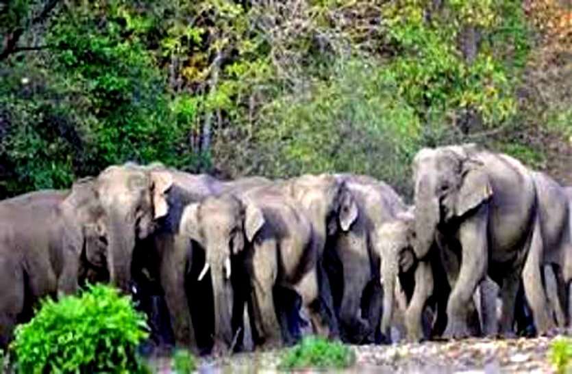 बालोद के बाद राजनांदगांव पहुंचा 22 हाथियों का दल, दहशत में वनांचल के कई स्कूलों को करना पड़ा बंद बालोद के बाद राजनांदगांव पहुंचा 22 हाथियों का दल, दहशत में वनांचल के कई स्कूलों को करना पड़ा बंद