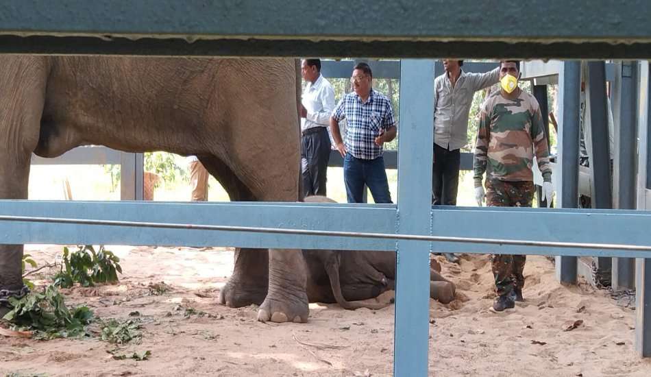 elephants death