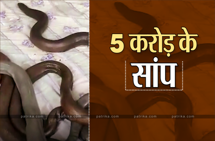 snake_1.png बोरे में लेकर घूम रहे थे 5 करोड़ के सांप, जानिए क्यों है विदेशों में इनकी डिमांड