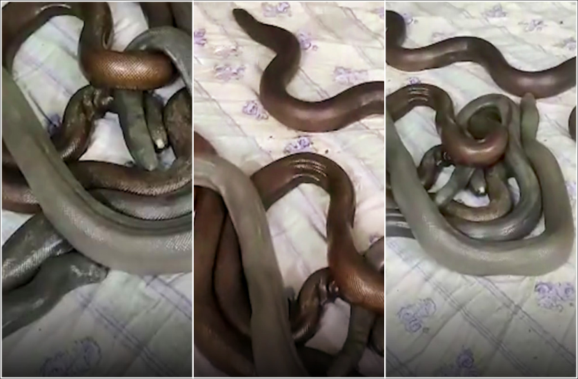snake_1_inside.png
