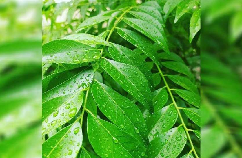 curry_patta.jpg Curry Leaves Face Pack Benefits: सेहत ही नहीं त्वचा के लिए भी बेहद गुणकारी है करी पत्ता