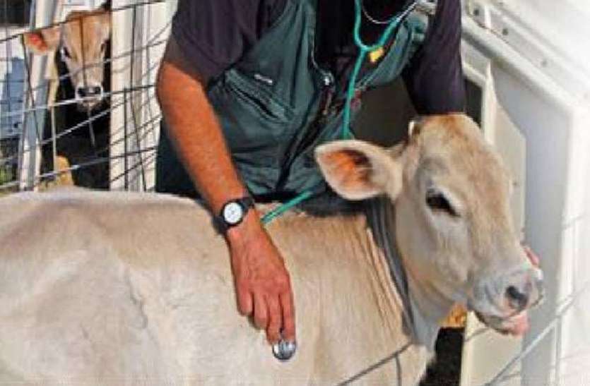 Remount Veterinary Corps भारतीय सेना : पशु चिकित्सक पदों के लिए निकली भर्ती, ऑफलाइन करने होंगे आवेदन