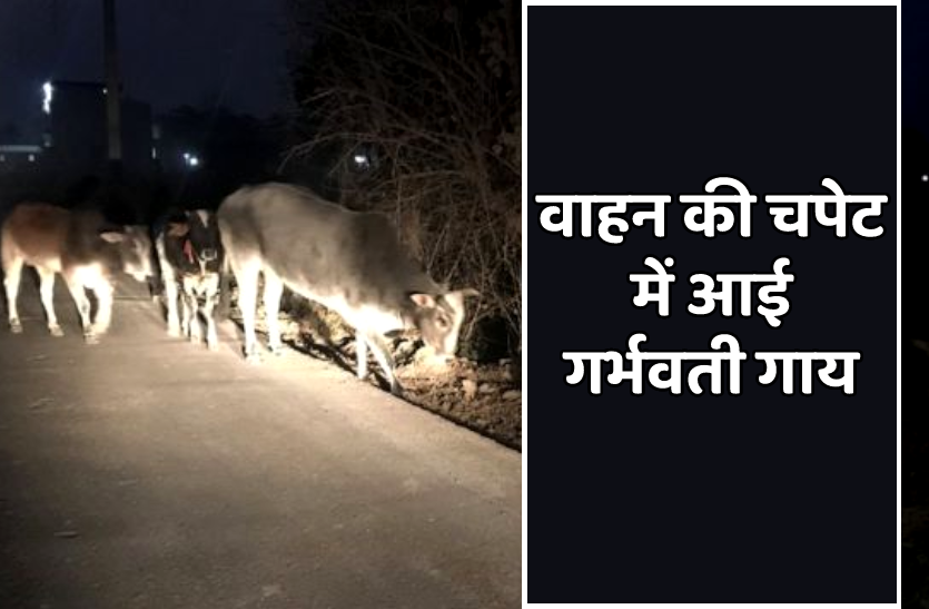 News बोरिंग वाहन की चपेट में आई गर्भवती गाय की मौत, हिंदूवादी संगठनों ने की तोड़फोड़