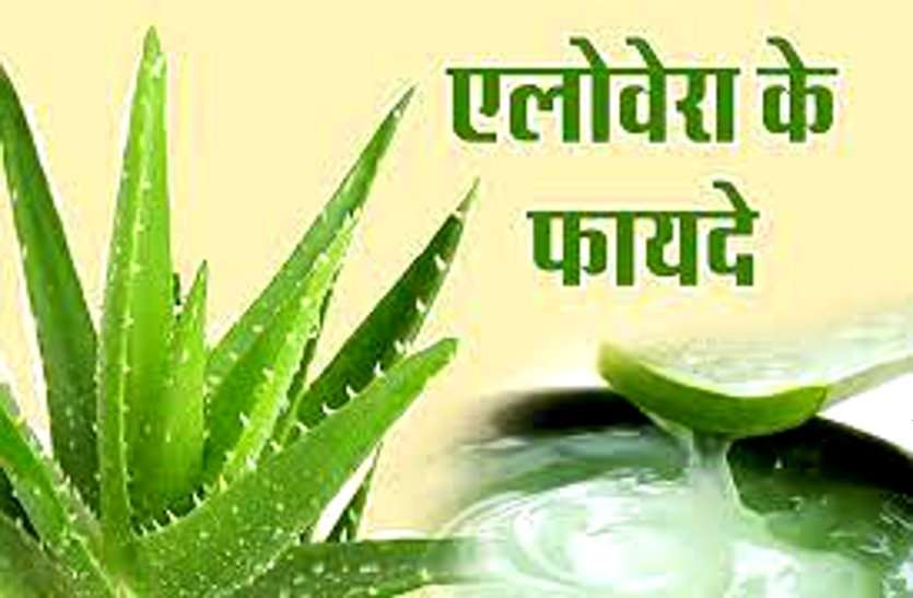 अगर आप भी हैं चेहरे के बढ़ते पिंपल्स से परेशान तो एलोवेरा किसी वरदान से कम नहीं अगर आप भी हैं चेहरे के बढ़ते पिंपल्स से परेशान तो एलोवेरा किसी वरदान से कम नहीं