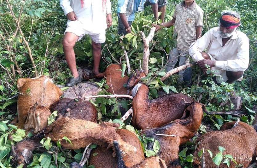 आकाशीय बिजली गिरने से 14 बकरिया की मौत आकाशीय बिजली गिरने से 14 बकरिया की मौत