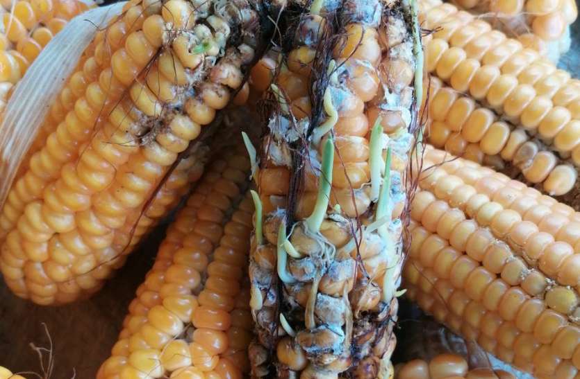 भूमिपुत्रों के अरमानों पर फिरा पानी भूमिपुत्रों के अरमानों पर फिरा पानी