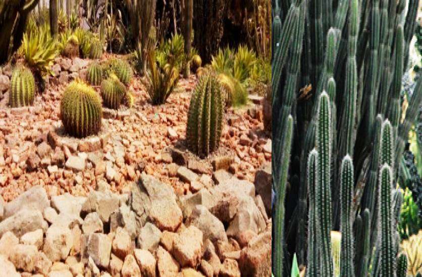ratlam_cactus_garden__1.jpg
