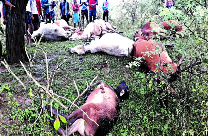 आकाशीय बिजली गिरने से राजनांदगांव में युवक और 10 गायों की मौत, बेमेतरा में खेत पर काम कर रही 8 महिलाएं बेेहोश आकाशीय बिजली गिरने से राजनांदगांव में युवक और 10 गायों की मौत, बेमेतरा में खेत पर काम कर रही 8 महिलाएं बेेहोश