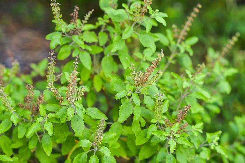 tulsi.jpg