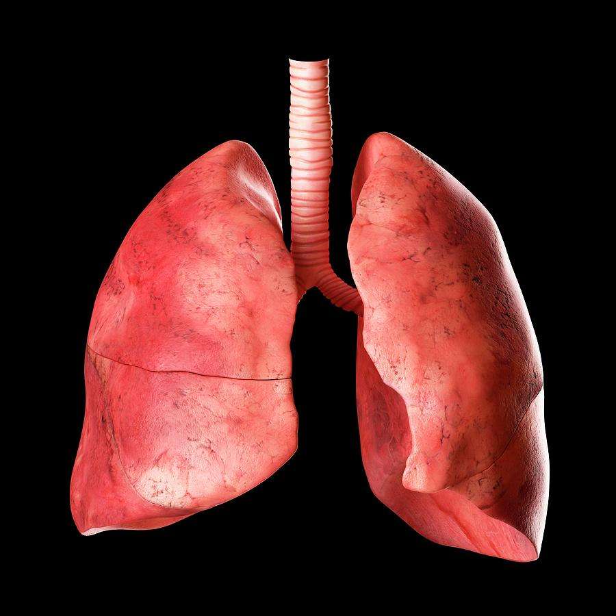 lungs.jpg